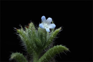 APII jpeg image of Anchusa arvensis  © contact APII