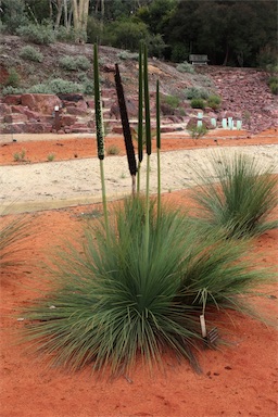 APII jpeg image of Xanthorrhoea quadrangulata  © contact APII