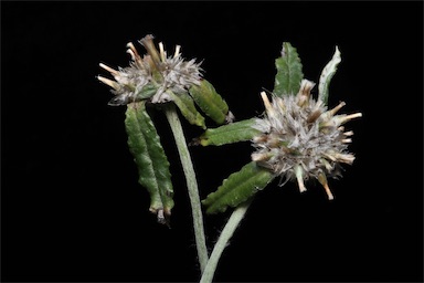 APII jpeg image of Euchiton involucratus  © contact APII