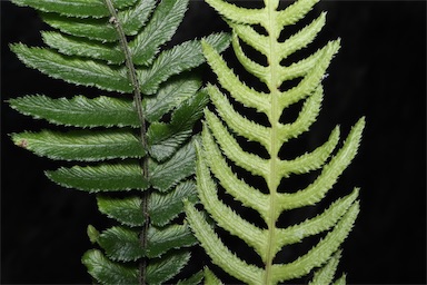 APII jpeg image of Blechnum minus  © contact APII