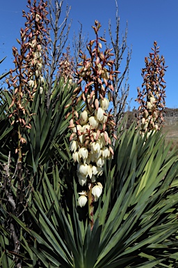 APII jpeg image of Yucca aloifolia  © contact APII