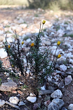 APII jpeg image of Xerochrysum viscosum  © contact APII