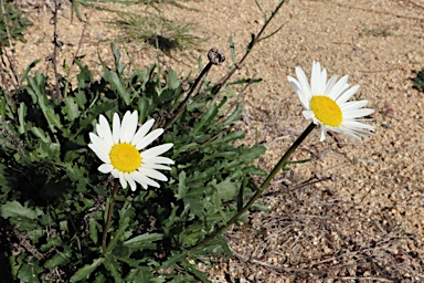 APII jpeg image of Leucanthemum vulgare  © contact APII