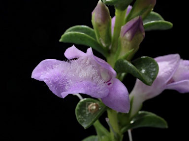 APII jpeg image of Eremophila crassifolia  © contact APII