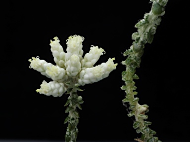 APII jpeg image of Ozothamnus lepidophyllus  © contact APII