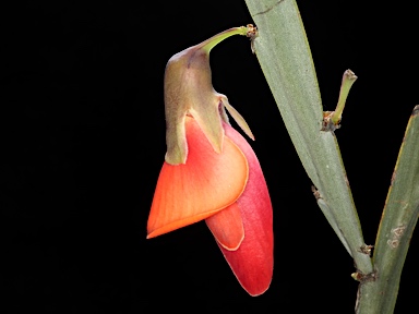 APII jpeg image of Bossiaea walkeri  © contact APII