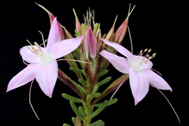 APII jpeg image of Calytrix glutinosa  © contact APII