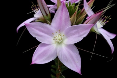 APII jpeg image of Calytrix glutinosa  © contact APII