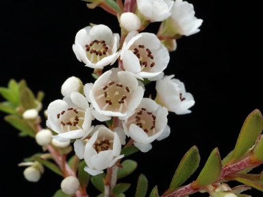 APII jpeg image of Thryptomene saxicola  © contact APII