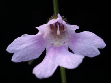 APII jpeg image of Prostanthera spinosa  © contact APII