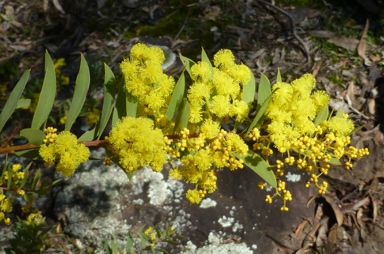 APII jpeg image of Acacia lunata  © contact APII