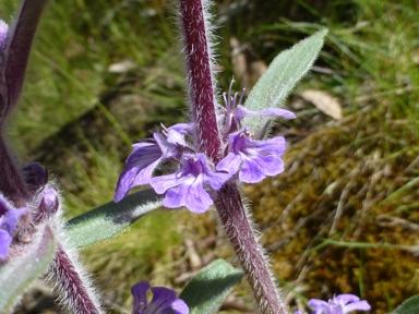 APII jpeg image of Ajuga australis  © contact APII