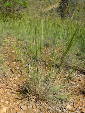 APII jpeg image of Austrostipa densiflora  © contact APII