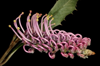 APII jpeg image of Grevillea wilkinsonii  © contact APII