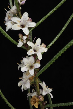 APII jpeg image of Myoporum turbinatum  © contact APII