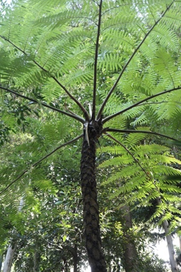 APII jpeg image of Cyathea cooperi  © contact APII