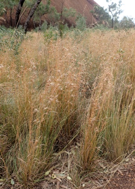 APII jpeg image of Themeda triandra  © contact APII