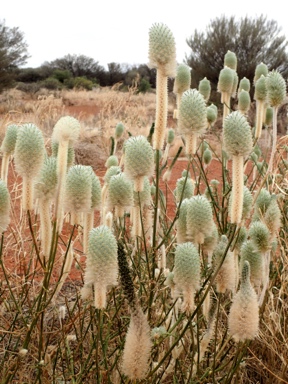 APII jpeg image of Ptilotus macrocephalus  © contact APII