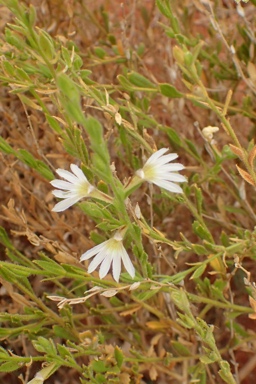 APII jpeg image of Scaevola amblyanthera var. centralis  © contact APII