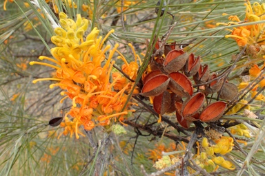 APII jpeg image of Grevillea juncifolia  © contact APII