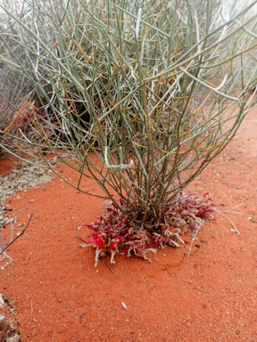 APII jpeg image of Leptosema chambersii  © contact APII