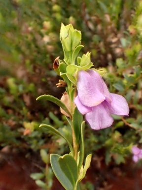 APII jpeg image of Eremophila willsii  © contact APII