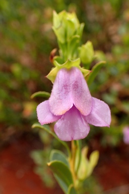 APII jpeg image of Eremophila willsii  © contact APII