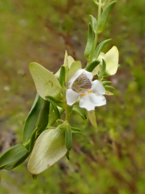 APII jpeg image of Prostanthera striatiflora  © contact APII