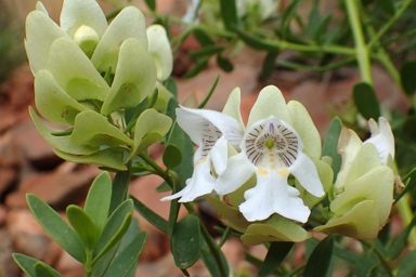 APII jpeg image of Prostanthera striatiflora  © contact APII