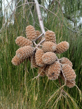 APII jpeg image of Allocasuarina decaisneana  © contact APII