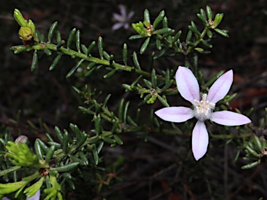 APII jpeg image of Philotheca salsolifolia subsp. salsolifolia  © contact APII