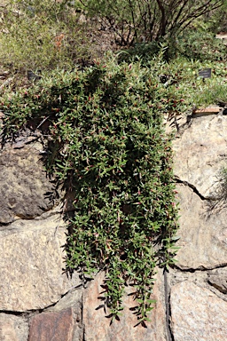 APII jpeg image of Correa decumbens  © contact APII