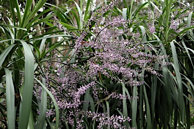 APII jpeg image of Cordyline stricta  © contact APII