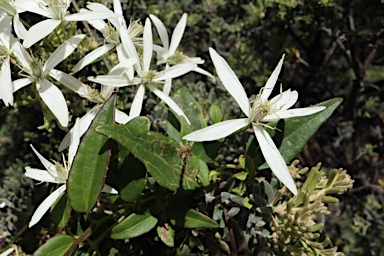 APII jpeg image of Clematis aristata  © contact APII