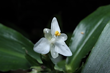 APII jpeg image of Pollia crispata  © contact APII