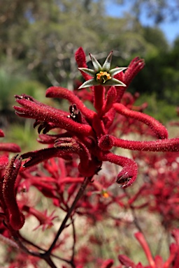 APII jpeg image of Anigozanthos 'Landscape Red'  © contact APII