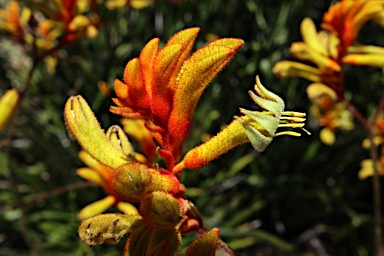 APII jpeg image of Anigozanthos 'Landscape Orange'  © contact APII