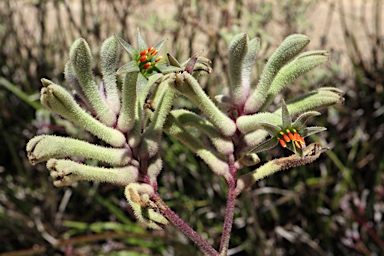 APII jpeg image of Anigozanthos 'Landscape Lilac'  © contact APII