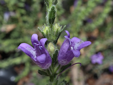 APII jpeg image of Eremophila  © contact APII