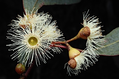 APII jpeg image of Eucalyptus melliodora  © contact APII