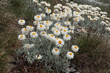 APII jpeg image of Leucochrysum alpinum  © contact APII