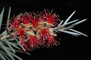 APII jpeg image of Callistemon brachyandrus  © contact APII