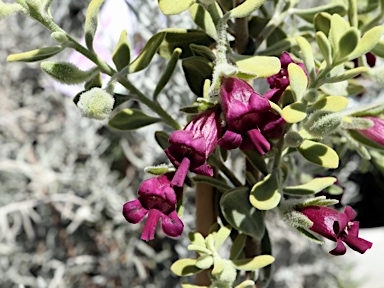 APII jpeg image of Eremophila muelleriana  © contact APII