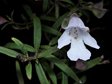 APII jpeg image of Prostanthera linearis  © contact APII