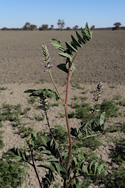 APII jpeg image of Glycyrrhiza acanthocarpa  © contact APII