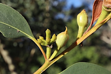 APII jpeg image of Eucalyptus langleyi  © contact APII