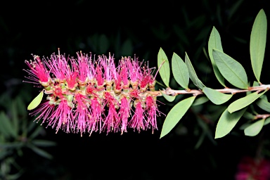 APII jpeg image of Callistemon 'Reeve's Pink'  © contact APII