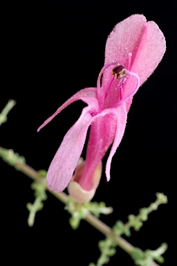 APII jpeg image of Prostanthera serpyllifolia subsp. microphylla  © contact APII