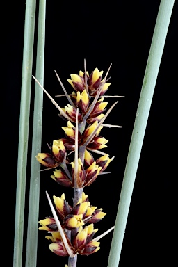 APII jpeg image of Lomandra confertifolia subsp. rubiginosa  © contact APII