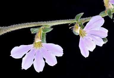 APII jpeg image of Scaevola albida  © contact APII